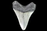 Bargain, Fossil Megalodon Tooth - Georgia #101520-2